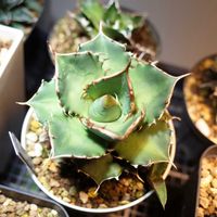 アガベ チタノタ,多肉植物,観葉植物,グリーンインテリア,成長記録の画像