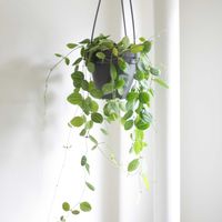 ディスキディア,ディスキディア　オバタ,観葉植物,グリーンインテリア,成長記録の画像