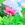 floralotus