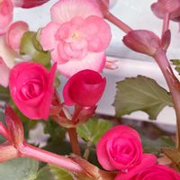 ベゴニア,多肉植物,観葉植物,ガーデニング,庭の画像