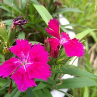 ナデシコ,ナデシコ,ナデシコ,純愛,ハギ（萩）の画像