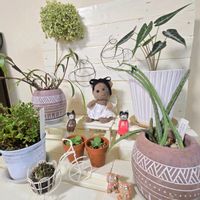 シラー,紅稚児,アロカシア,セネキオ,繋がりに感謝✨の画像