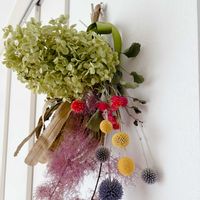 クラスペディア,センニチコウ,アナベル,スモーク・ツリー,バンクシアの画像