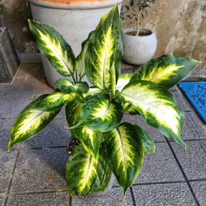 ディフェンバキア,観葉植物,ダイソー,植物のある暮らし,観葉植物のある暮らしの画像