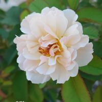 フェリシア,マイガーデン,花のある暮らし,季節を楽しむ,優しい気持ちの画像