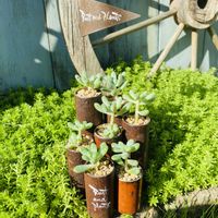 セダム,乙女蛍,乙女蛍,多肉植物,リメ缶の画像