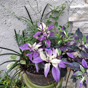 レースラベンダー,コクリュウ（黒竜）,観賞用トウガラシ,寄せ植え,鉢植えの画像