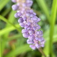 ヤブラン,花言葉,おひさまの画像