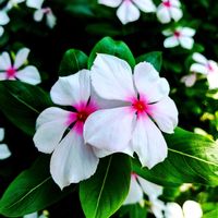 カレープラント,にちにちそう,姫松葉牡丹 ひめまつばぼたん,ゼフィランサス♡,こぼれ種からの画像