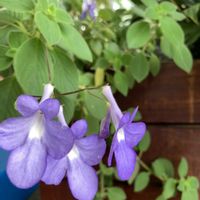 コノテガシワ,ストレプトカーパス,ブラシの木の画像