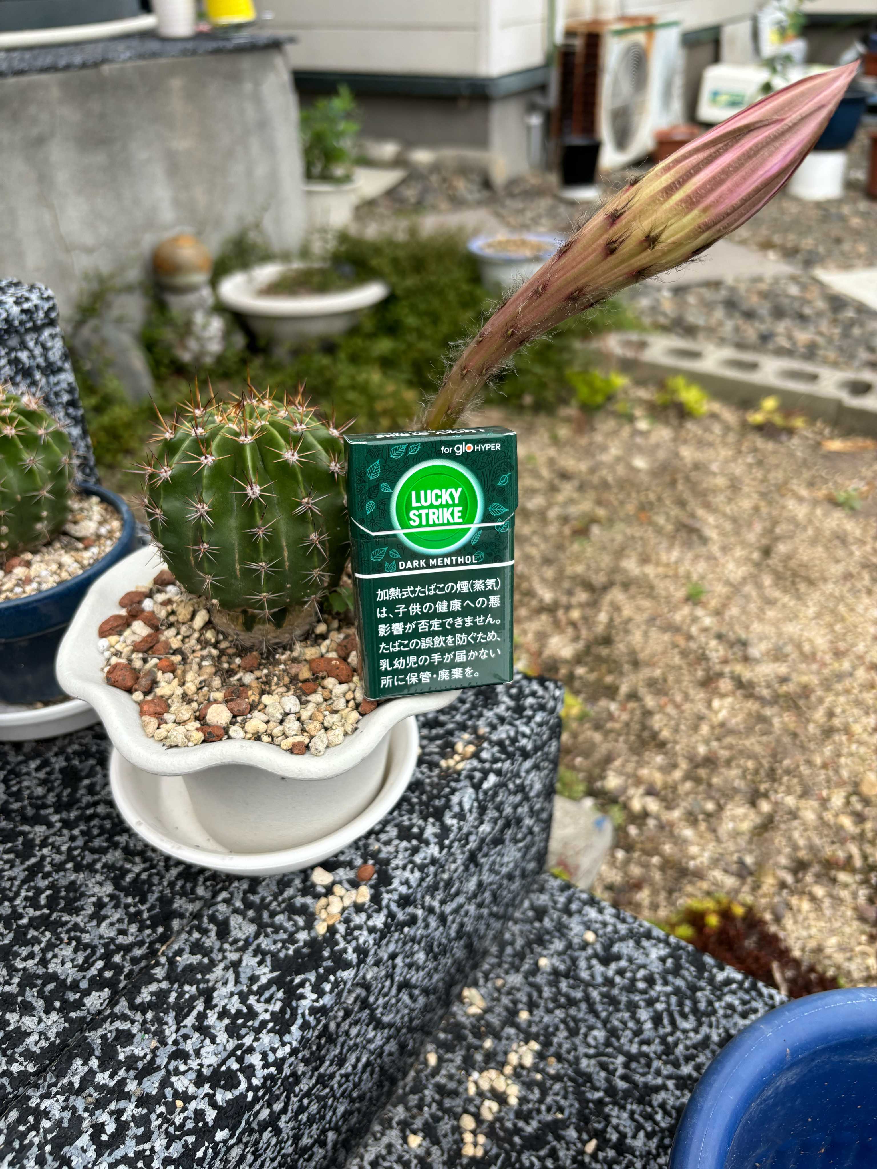 エキノプシス・オキシゴナ(旺盛丸)の一覧｜🍀GreenSnap（グリーン