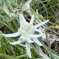 エーデルワイス,エーデルワイス,山野草,モンゴルの花の画像