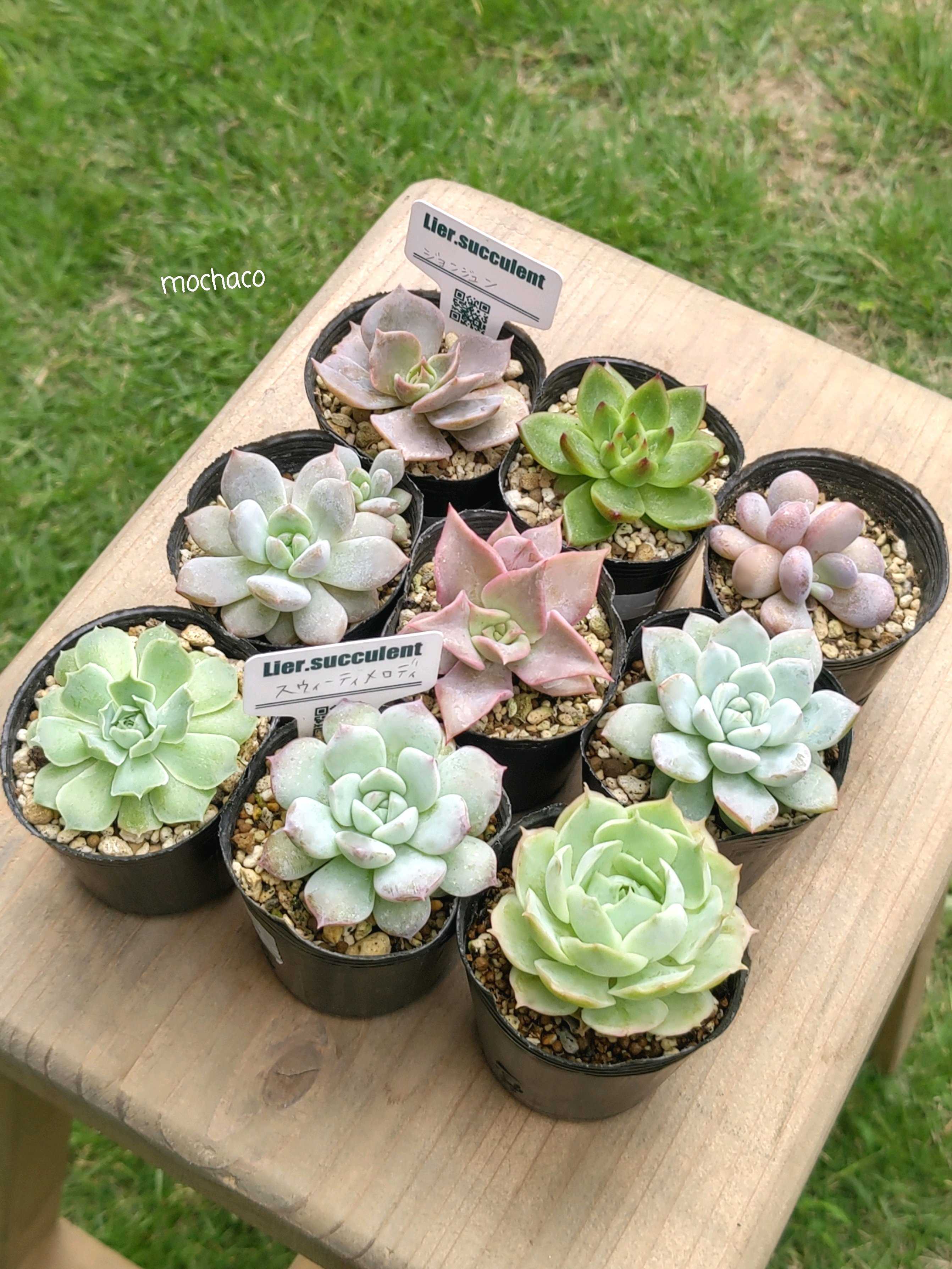 お纏め　多肉植物　レア　マジックサバナ錦　カット マジックサバナ】の紹介ページ｜E-TANIKU（イータニク）