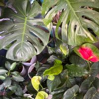 アンスリウム,スパティフィラム,ハツユキカズラ,ブルーベリー,とうもろこしの画像