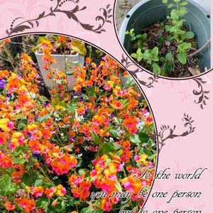 コリゼマ,メラレウカ・ティーツリー,アメリカフジ アメジストフォール,グレビレア　ロブスタ,タイタンビカス シルフィードの画像