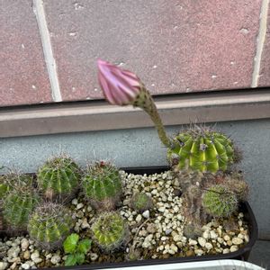 名前はわからないサボテン,玄関アプローチの画像