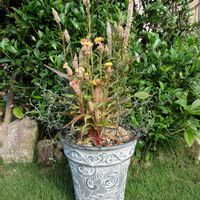 コロキア,ニューサイラン,コロキア『コトネアスター』,ニューサイラン『ピンクストライプ』,セロシア『ヴィンテージ』の画像