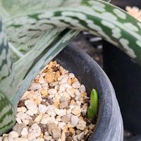 千代田錦,アロエ　千代田錦,アロエ属,わき芽の画像