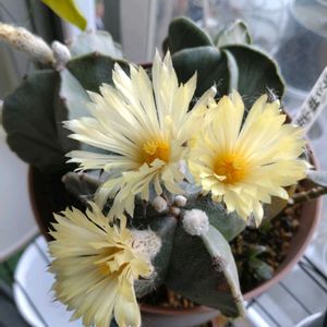 ランポー玉,亀甲竜,亀甲竜,シゾバシス イントリカータ,サボテン科の画像