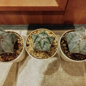 ランポー,ランポー,アストロフィツ厶,多肉植物,観葉植物の画像