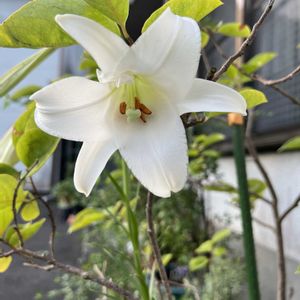 植木鉢,玄関アプローチの画像