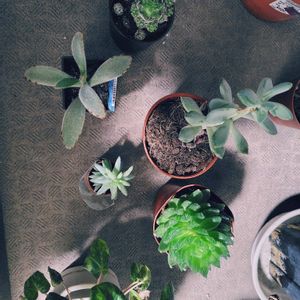 ガーデンシクラメン,樹氷,ハオルチア,月兎耳,銀手毬の画像