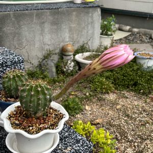 サボテン,旺盛丸,エキノプシス・オキシゴナ(旺盛丸),多肉植物,観葉植物の画像