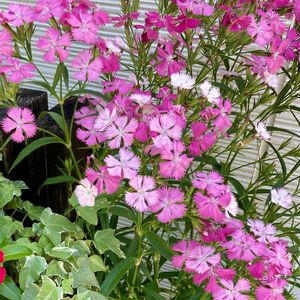 ナデシコ,なでしこ,鉢植え,可愛い,鮮やか の画像