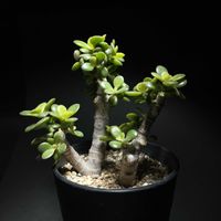 姫花月,クラッスラ 姫花月,多肉植物,クラッスラ属,クラッスラの画像