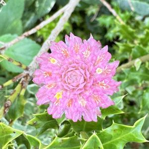 カエルさん,玄関先,カエル仲間,庭の画像