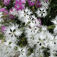 ギョウジャニンニク,可憐な花,今日のお花,木曜モフモフ,木曜日は木の画像