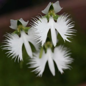 サギソウ,和風,ガーデニング,山野草,夏の花の画像