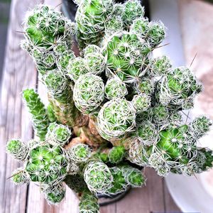 サボテン,銀手毬,ギンテマリ,ダイソー,植物男子ベランダーの画像