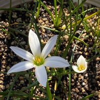 ゼフィランサス,タマスダレ,ガクアジサイ,紫陽花 ・雨に唄えば,多年草の画像