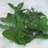 セージ,ニンジン,ミント,レモンバーム,レモンタイムの画像