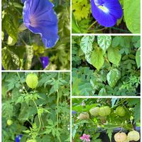 アサガオ,フウセンカズラ,バタフライピー,グリーンカーテン,夏の花の画像