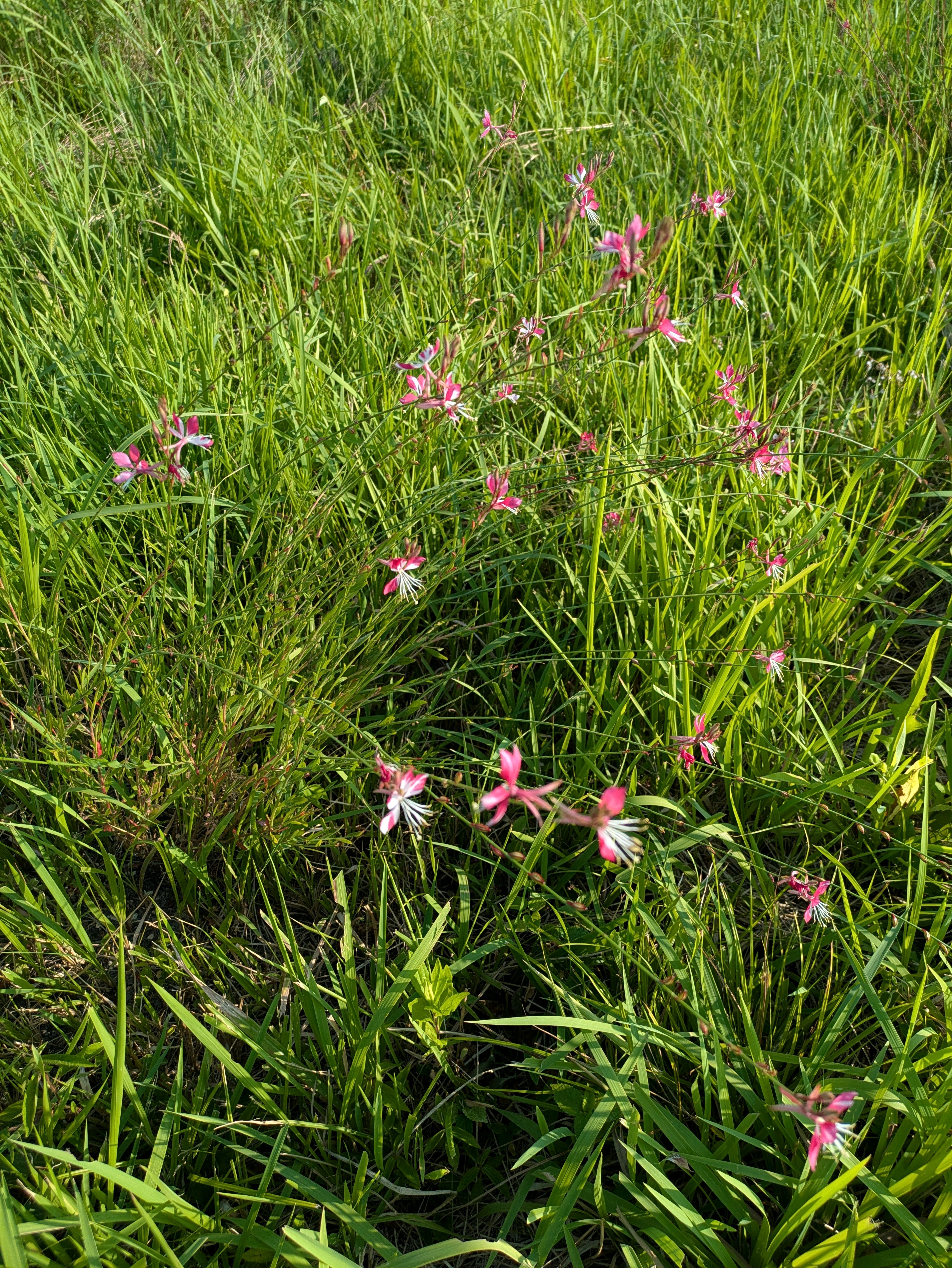 ガウラシスキューピンク成長記録｜🍀GreenSnap（グリーンスナップ）