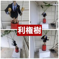 セローム,とっくりラン　ポニーテール,大型観葉植物,観葉植物好き,平和を願うの画像