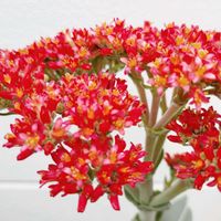 神刀,クラッスラ,クラッスラ・神刀,花の画像