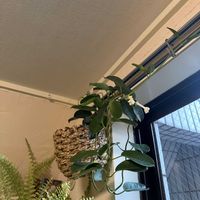 マダガスカルジャスミンの画像