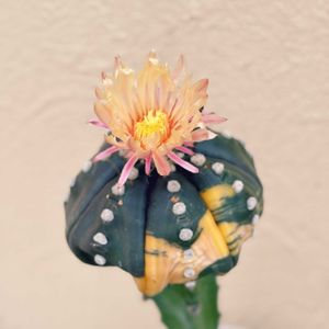 サボテン,竜神木,瑠璃兜錦,サボテンの花,アストロフィツム属の画像