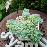 紅司,千羽鶴,千羽鶴,千羽鶴,綴化株の画像