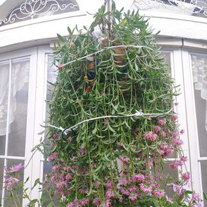 ゴンフレナ・ラブラブラブ,ハンキング,スワッグ,PW,PWプルーブンウィナーズの画像