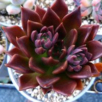 アフィニス,小梅。,ブラックマディバ,クライギアナチワワ。,多肉植物の画像