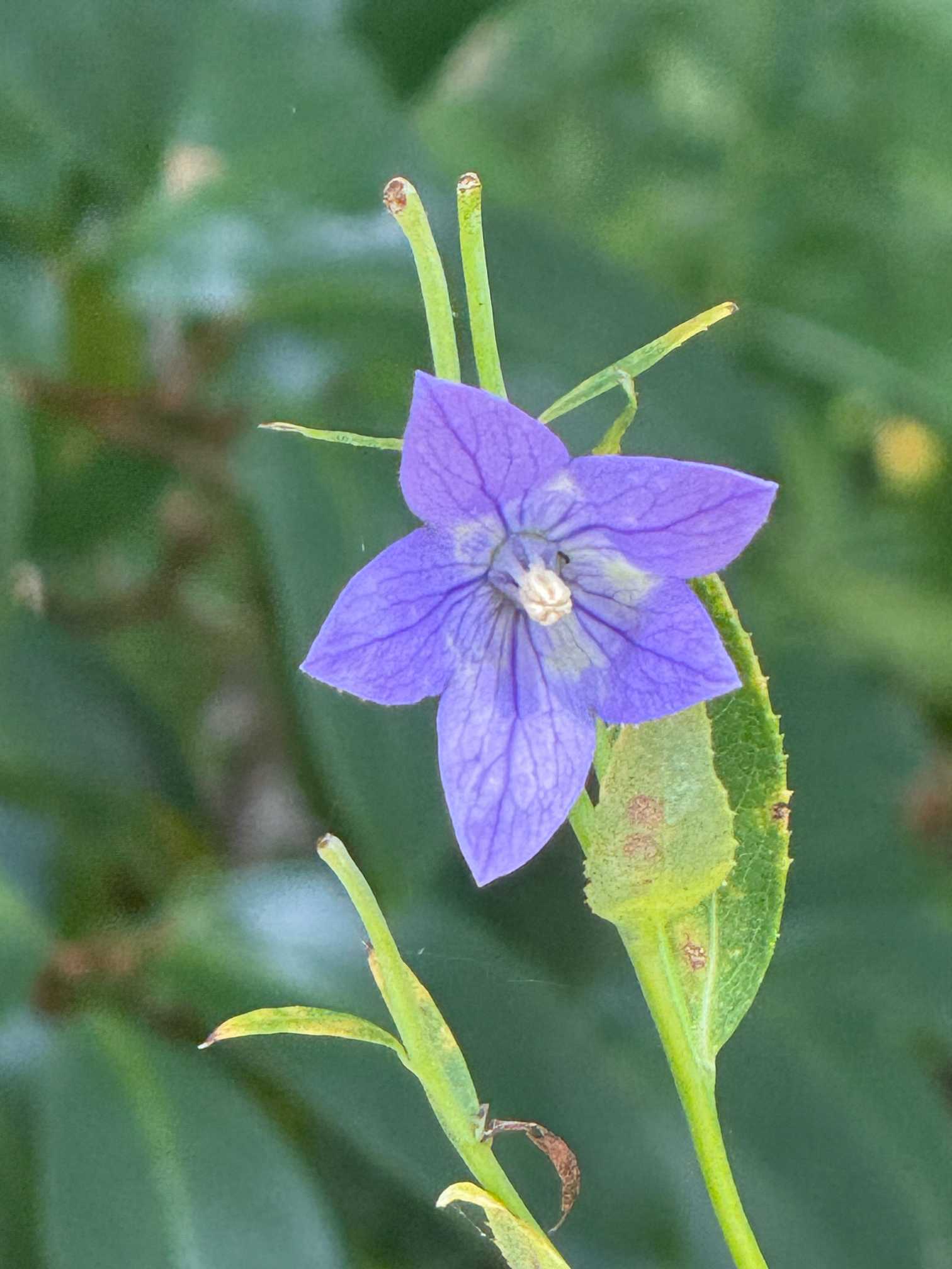 国営昭和記念公園 2025.8.14(木)31°c｜🍀GreenSnap（グリーン