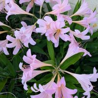 リコリス,ナツズイセン,ナツズイセン（夏水仙）,リコリス（彼岸花）,ピンクの花✨の画像