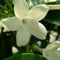 マダガスカルジャスミン,GSに感謝。,お花のある暮らし,元気に育ててますよ,チーム新潟の画像