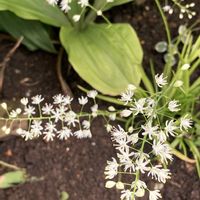一人静,サルメンエビネ,ハナセキショウ,斑入りタンナワレモコウ,山野草の画像