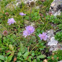 レンゲソウの画像