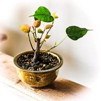 インドボダイジュ,菩提樹,ボダイジュ,フィカス,盆栽の画像